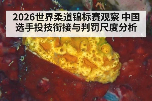 2026世界柔道锦标赛观察 中国选手投技衔接与判罚尺度分析